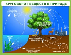 Стенд "Круговорот веществ" - fgospostavki.ru - Выкса