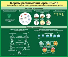 Стенд "Формы размножения организмов" - fgospostavki.ru - Выкса