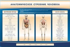 Электрифицированный стенд-тренажер c макетом скелета "Анатомическое строение человека" - fgospostavki.ru - Выкса