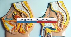 Модель барельефная "Таз мужской и таз женский" - fgospostavki.ru - Выкса