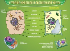  Биология - fgospostavki.ru - Выкса