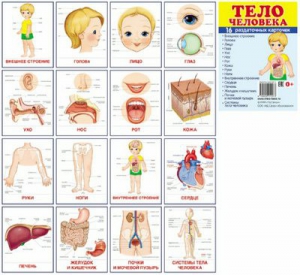 Раздаточные карточки "Тело человека" - fgospostavki.ru - Выкса