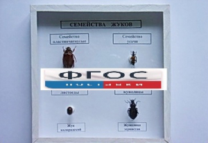 Коллекция "Семейство жуков" - fgospostavki.ru - Выкса