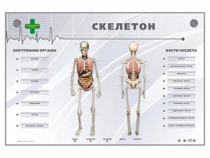 Электрифицированный стенд-тренажер "Скелетон" - fgospostavki.ru - Выкса