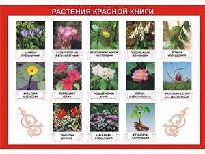 Таблица демонстрационная "Растения Красной книги" (винил 70*100) - fgospostavki.ru - Выкса