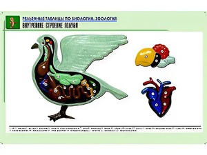Рельефная таблица "Внутреннее строение голубя" (формат А1, матовое ламинирование) - fgospostavki.ru - Выкса