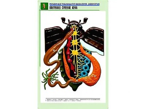 Рельефная таблица "Внутреннее строение жука" (формат А1, матовое ламинирование) - fgospostavki.ru - Выкса