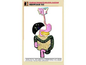 Рельефная таблица "Пищеварительный тракт" (формат А1, матовое ламинирование) - fgospostavki.ru - Выкса