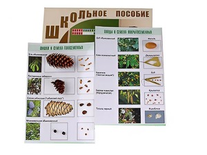Коллекция "Шишки, плоды, семена деревьев и кустарников" - fgospostavki.ru - Выкса
