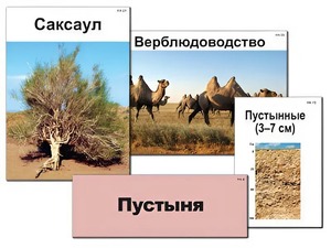 Модель-аппликация "Природные зоны России" (ламинированная) - fgospostavki.ru - Выкса
