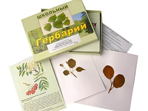 Гербарий "Систематика растений. Семейство Розоцветные" (раздаточный) - fgospostavki.ru - Выкса