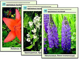 Гербарий фотографический "Основные группы растений" - fgospostavki.ru - Выкса