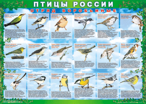 Комплект таблиц "Птицы России (4 листа)" (100х140 сантиметров, винил) - fgospostavki.ru - Выкса