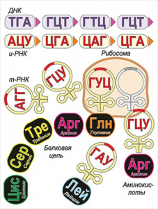 Модель-аппликация Биосинтез белка - fgospostavki.ru - Выкса