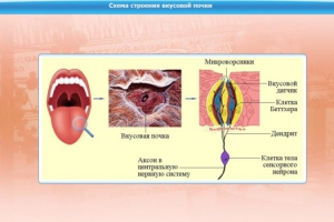 Интерактивные курсы. Биология 10 класс. Базовый. - fgospostavki.ru - Выкса