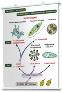 Плакаты по биологии для оформления кабинета. - fgospostavki.ru - Выкса