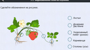 Интерактивные курсы. Биология 7 класс. Расширенный. - fgospostavki.ru - Выкса