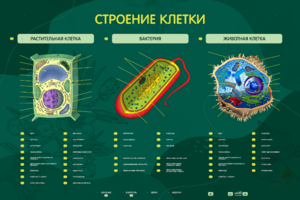 Электрифицированный стенд "Строение клетки" с маркерными полями - fgospostavki.ru - Выкса