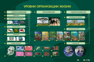 Электрифицированный стенд "Уровни организации жизни" - fgospostavki.ru - Выкса