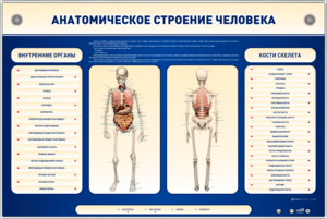 Электрифицированный стенд-тренажер c макетом скелета "Анатомическое строение человека" - fgospostavki.ru - Выкса