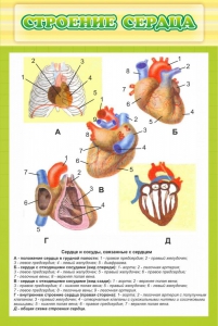 Стенд "Строение сердца" - fgospostavki.ru - Выкса