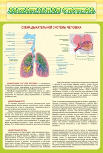 Стенд "Дыхательная система" - fgospostavki.ru - Выкса