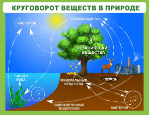 Стенд "Круговорот веществ" - fgospostavki.ru - Выкса