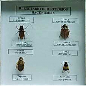 Коллекция энтомологическая "Представители отряда насекомых" - fgospostavki.ru - Выкса