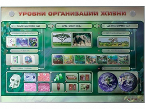 Электрифицированный стенд "Уровни организации жизни" - fgospostavki.ru - Выкса