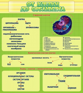 Стенд "От клетки до организма" - fgospostavki.ru - Выкса