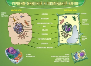 Стенд "Строение животной и растительной клеток" - fgospostavki.ru - Выкса