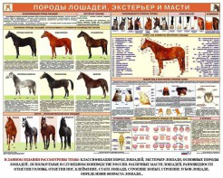 Комплект плакатов "Служебное коневодство" - fgospostavki.ru - Выкса