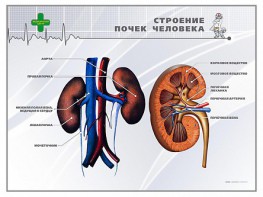 Стенд "Строение почки человека" - fgospostavki.ru - Выкса