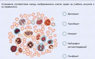 Интерактивные курсы. Биология 11 класс. Расширенный. - fgospostavki.ru - Выкса