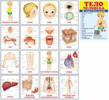 Раздаточные карточки "Тело человека" - fgospostavki.ru - Выкса