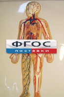 Модель барельефная "Кровеносная система человека" - fgospostavki.ru - Выкса