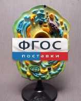 Модель "Клетка растения" - fgospostavki.ru - Выкса