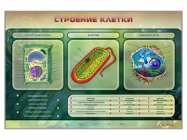Электрифицированный стенд "Строение клетки" с маркерными полями - fgospostavki.ru - Выкса