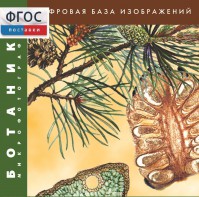 Ботаника. Микрофотографии. (Цифровая база изображений) - fgospostavki.ru - Выкса