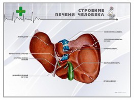 Стенд "Строение печени человека" - fgospostavki.ru - Выкса