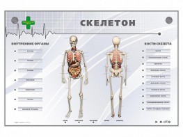 Электрифицированный стенд-тренажер "Скелетон" - fgospostavki.ru - Выкса