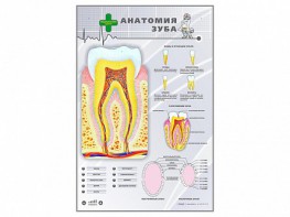 Электрифицированный стенд "Анатомия зуба" - fgospostavki.ru - Выкса