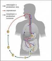 Модель-аппликация Цикл развития аскариды - fgospostavki.ru - Выкса