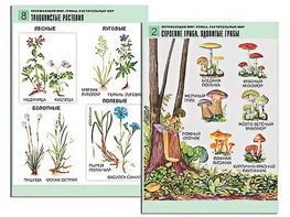 Комплект таблиц "Окружающий мир. Грибы. Растительный мир" (12 таблиц, А1, ламинированные) - fgospostavki.ru - Выкса