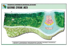 Рельефная таблица "Клеточное строение листа" (формат А1, матовое ламинирование) - fgospostavki.ru - Выкса
