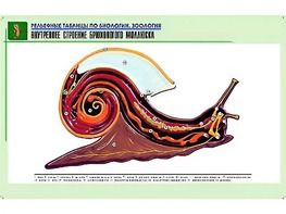 Рельефная таблица "Внутреннее строение брюхоногого моллюска" (формат А1, матовое ламинирование) - fgospostavki.ru - Выкса