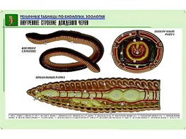 Рельефная таблица "Внутреннее строение дождевого червя" (формат А1, матовое ламинирование) - fgospostavki.ru - Выкса