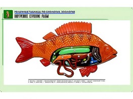 Рельефная таблица "Внутреннее строение рыбы" (формат А1, матовое ламинирование) - fgospostavki.ru - Выкса
