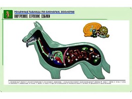 Рельефная таблица "Внутреннее строение собаки" (формат А1, матовое ламинирование) - fgospostavki.ru - Выкса