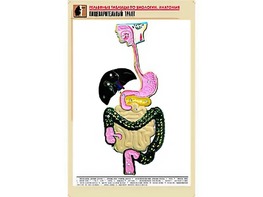 Рельефная таблица "Пищеварительный тракт" (формат А1, матовое ламинирование) - fgospostavki.ru - Выкса
